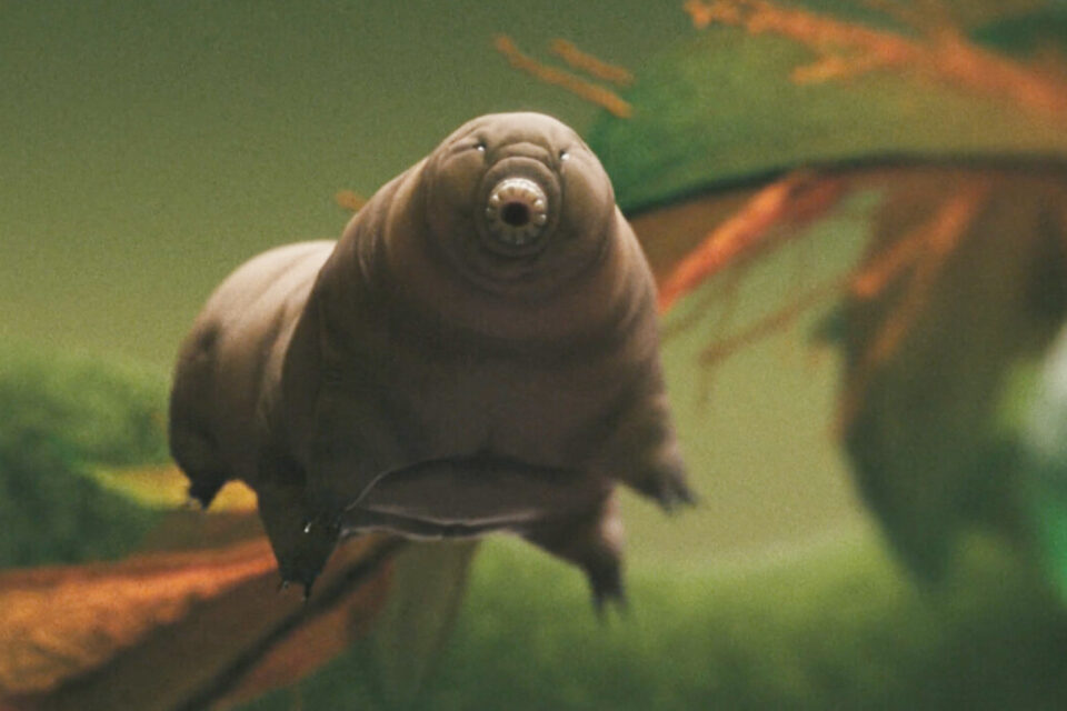 Le fameux tardigrade... 