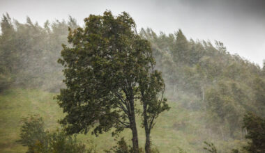 Stationnement, circulation... Des déplacements interdits à l'approche de la tempête Goretti en Ille-et-Vilaine