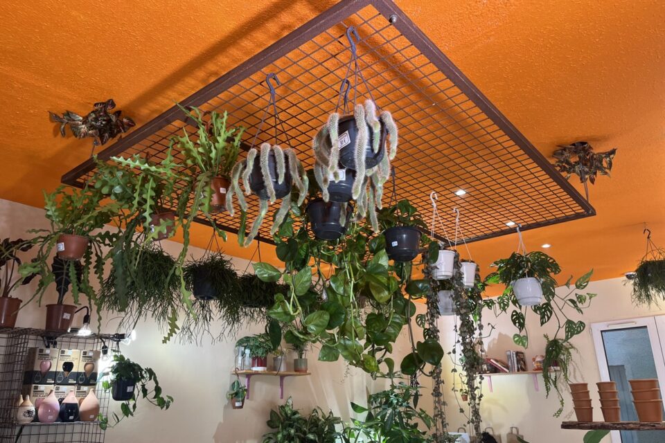 Plantes suspendues, pots en céramique et accessoires de soin cohabitent dans un espace pensé pour les appartements du centre-ville.