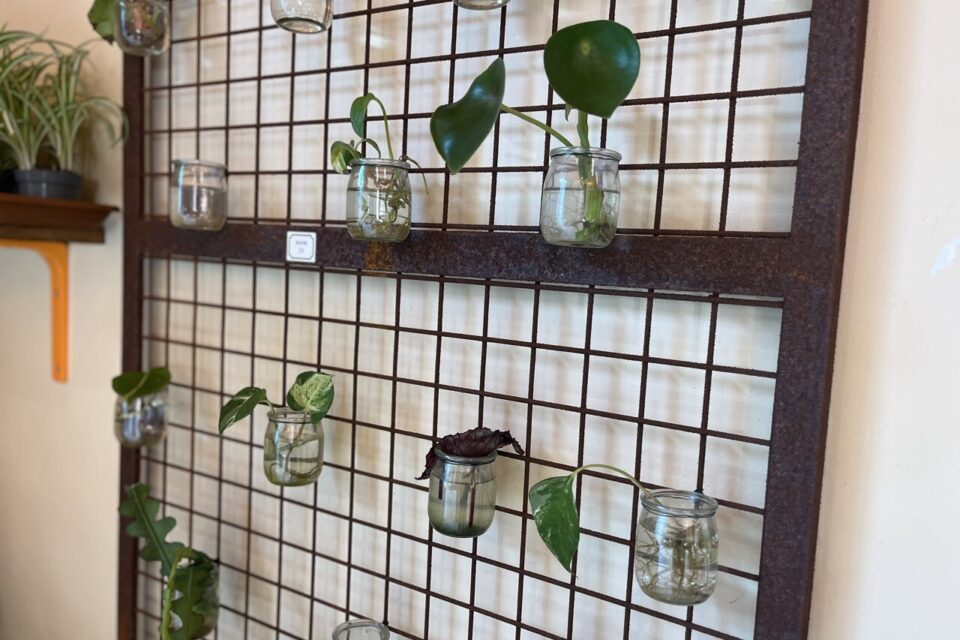 Des boutures sont proposées à prix unique, issues de chutes de plantes ou de morceaux prélevés lors des arrivages.