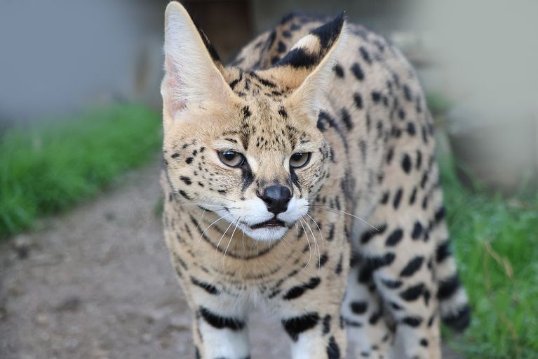 Un serval et un caracal ont été saisis par les douanes françaises dans un appartement francilien à l'automne 2025. - Douane française