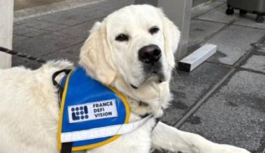 Un centre de formation de chiens guides à Montpellier