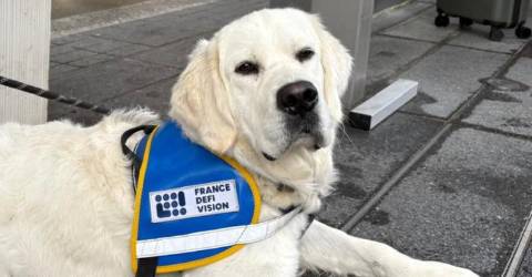 Un centre de formation de chiens guides à Montpellier