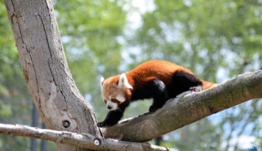 Le Zoo de Lille rouvrira ses portes le samedi 14 février 2026