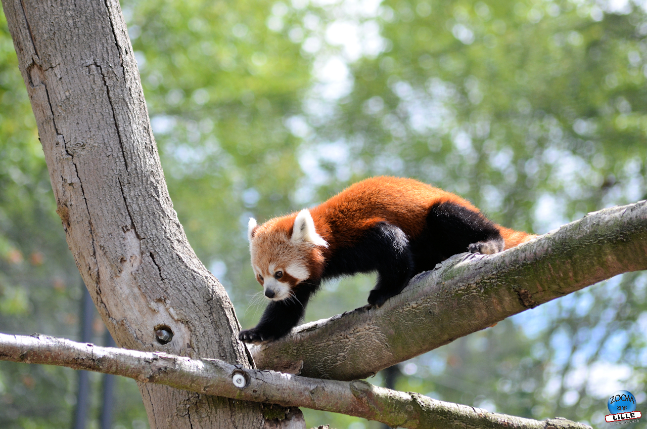 Le Zoo de Lille rouvrira ses portes le samedi 14 février 2026