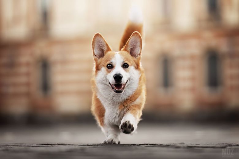Virgule est une chienne Corgi âgée de trois ans.