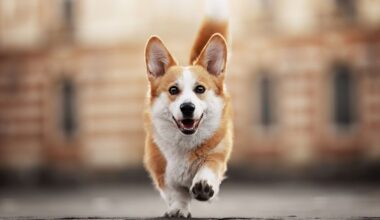 "Nous sommes tous très contents" : Virgule, la chienne de la prof de maths est attendue avec impatience dans ce collège de Toulouse