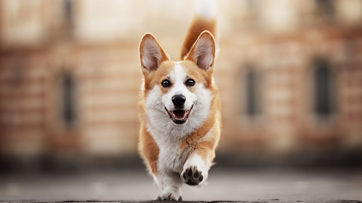 "Nous sommes tous très contents" : Virgule, la chienne de la prof de maths est attendue avec impatience dans ce collège de Toulouse