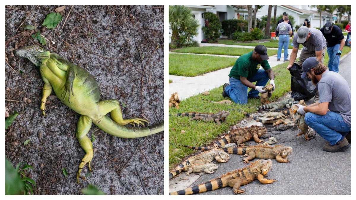 Congelés, les iguanes tombent des arbres aux États-Unis : les autorités en profitent pour les euthanasier
