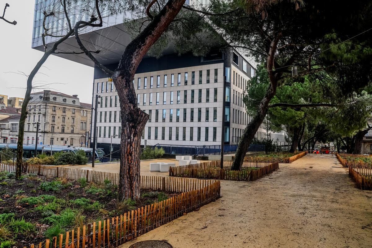 Les ganivelles délimitant les espaces revégétalisés au pied des arbres seront amenées à disparaître, une fois les plantations développées.