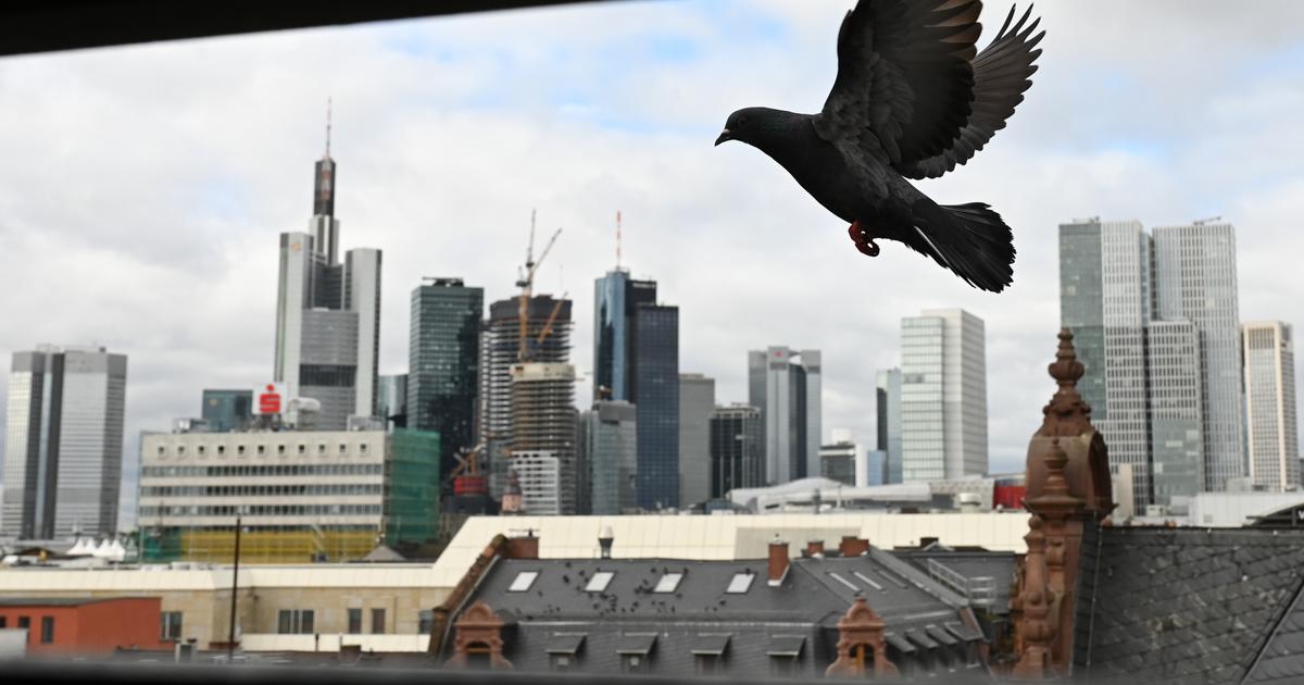 En Allemagne, Francfort veut faire la paix avec ses pigeons sans “leur briser la nuque”