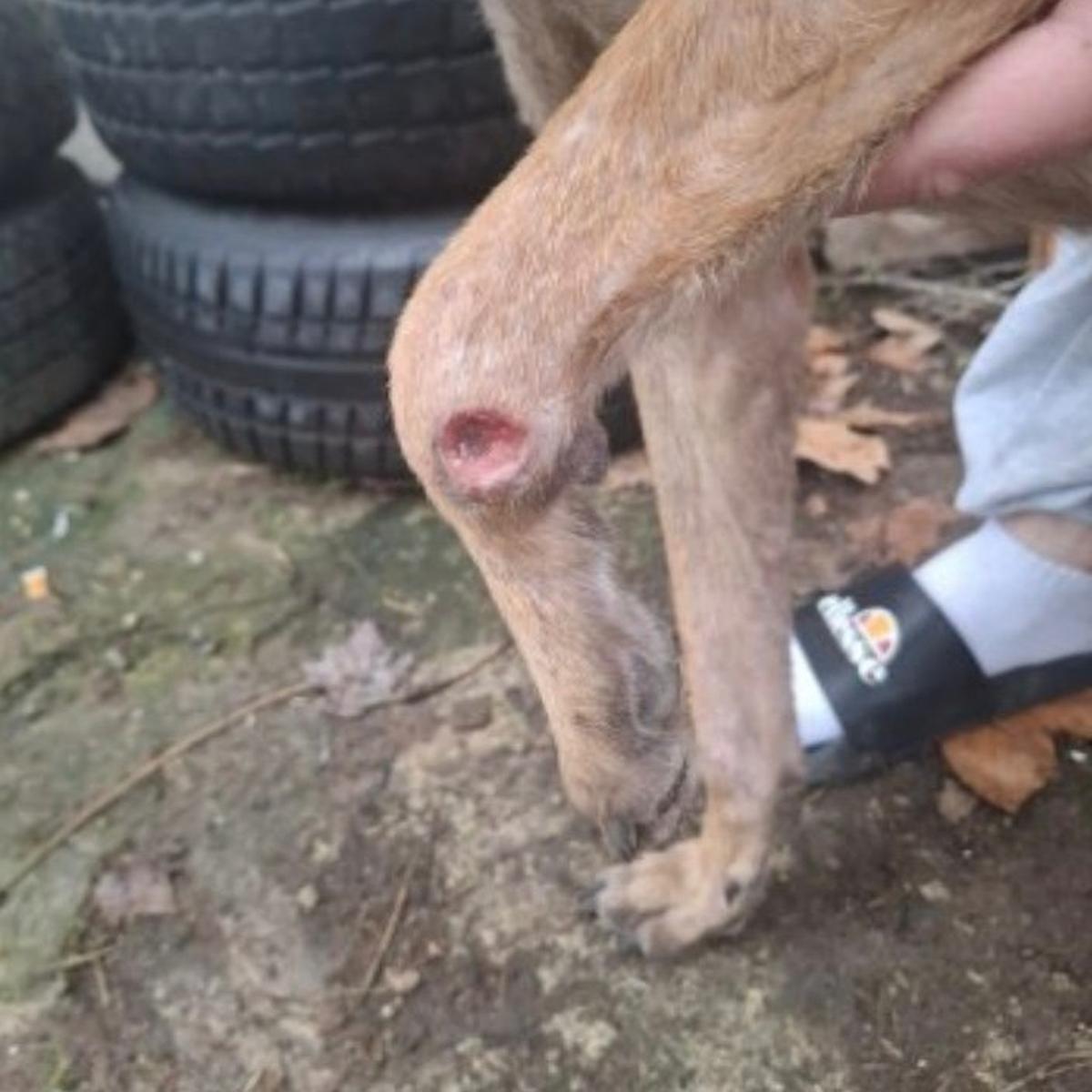 L’animal présentait des plaies aux membres avant.