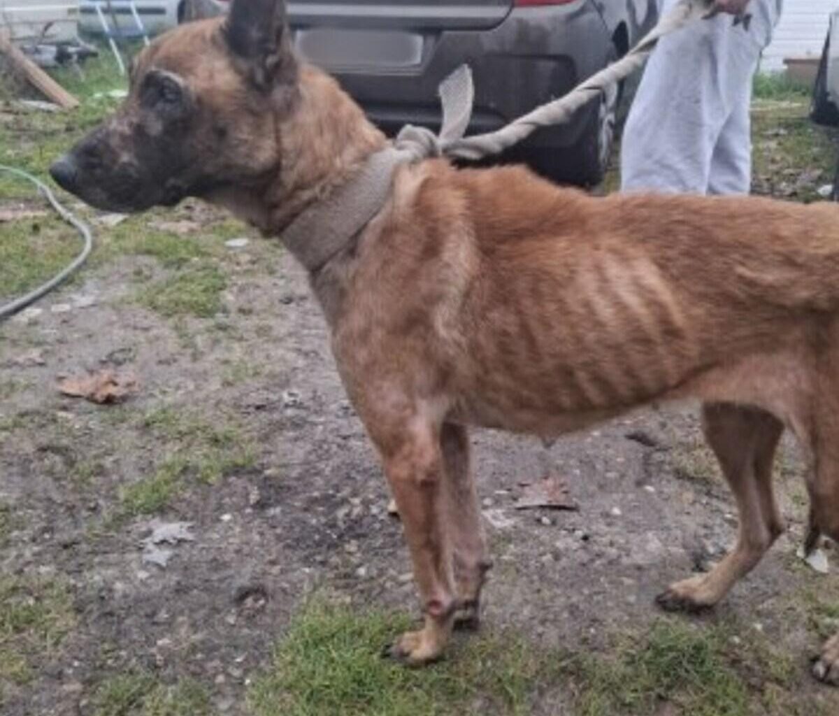 Près de Bordeaux, les gendarmes secourent une chienne abandonnée dans un état « très dégradé »