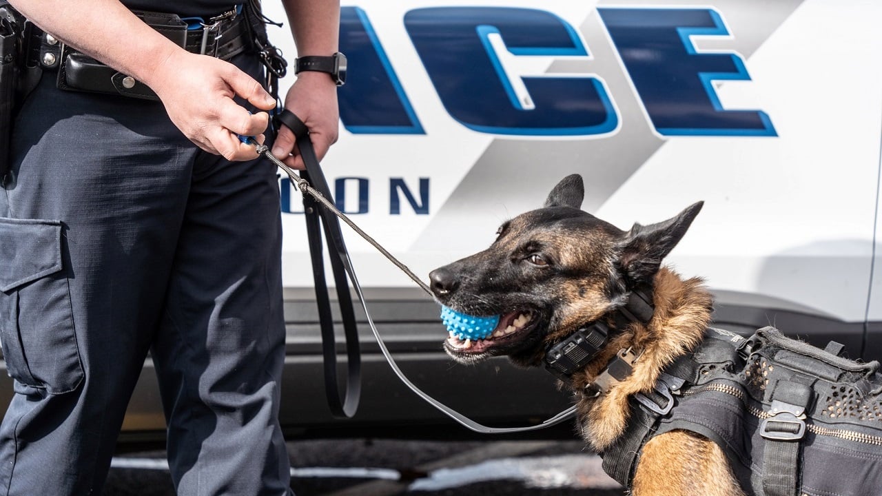il fait désormais partie de la brigade canine de Nancy