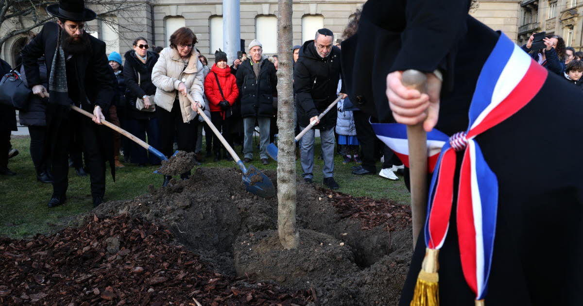 Strasbourg. Un amandier planté en hommage à Ilan Halimi, victime de l’antisémitisme