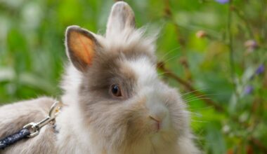 abandonnée deux fois, la lapine angora Sophie attend sa famille pour la vie