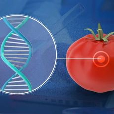 TOMATES OGM CAPTURE TF1