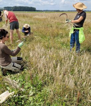 Une quinzaine de personnes est venue pour passer un dimanche à la campagne en participant à des moissons d’antan avec l’association Triticum.