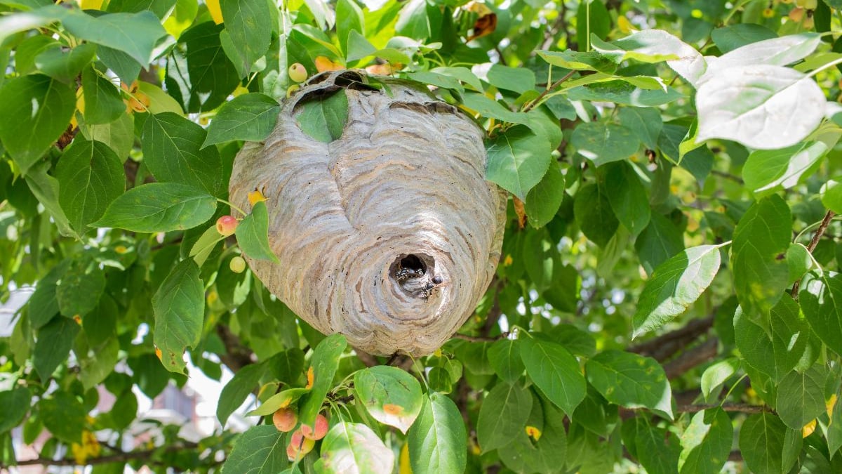 un simple sac en papier kraft accroché à une branche protège votre jardin des frelons asiatiques tout l’été