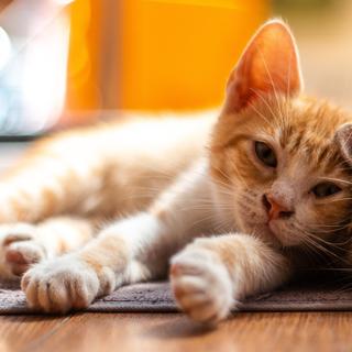 Des chercheurs de l’université de Vienne (Autriche) pourraient bien avoir enfin percé le mystère du ronronnement du chat. © felix, Adobe Stock