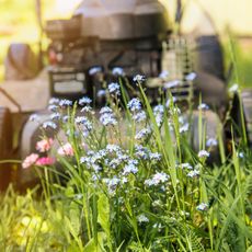 L'initiative "Mois sans tonte" encourage les jardiniers à réduire la tonte de leur pelouse et à laisser les fleurs sauvages et les graminées s'épanouir.