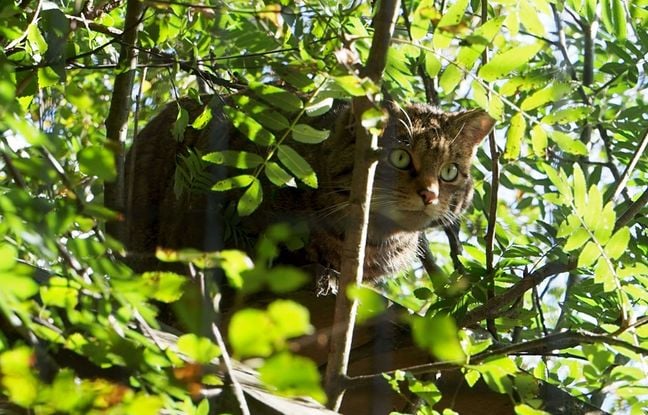 Grenoble : Un chasseur condamné pour avoir tué un chat sauvage