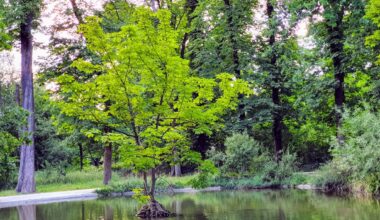 Découvrir les forêts de l'est parisien avec les Nuits des Forêts 2026