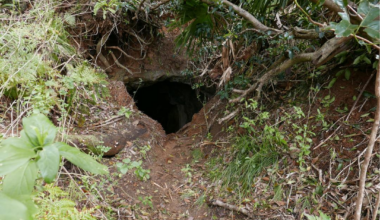 Une grotte vieille d’un million d’années révèle un monde disparu bien avant l’arrivée de l’humain