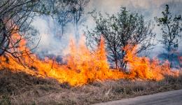 Un feu de végétation.