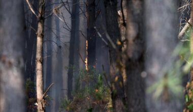 Incendies volontaires : deux hommes interpellés après avoir provoqué des feux à Nanterre et Grenoble