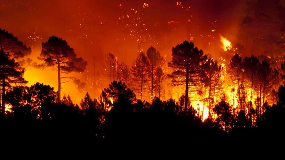 Incendies en Algérie : 4 suspects écroués, ce que l’on sait