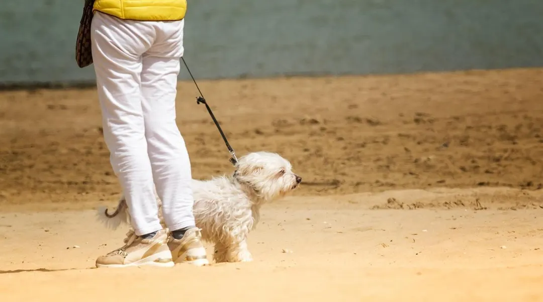 La ville de Toulon ouvre une nouvelle plage accessible aux chiens