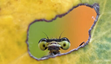 Un insecte curieux, la chaleur du tour de France et les yeux de Rita Ora... Découvrez les photos de la semaine