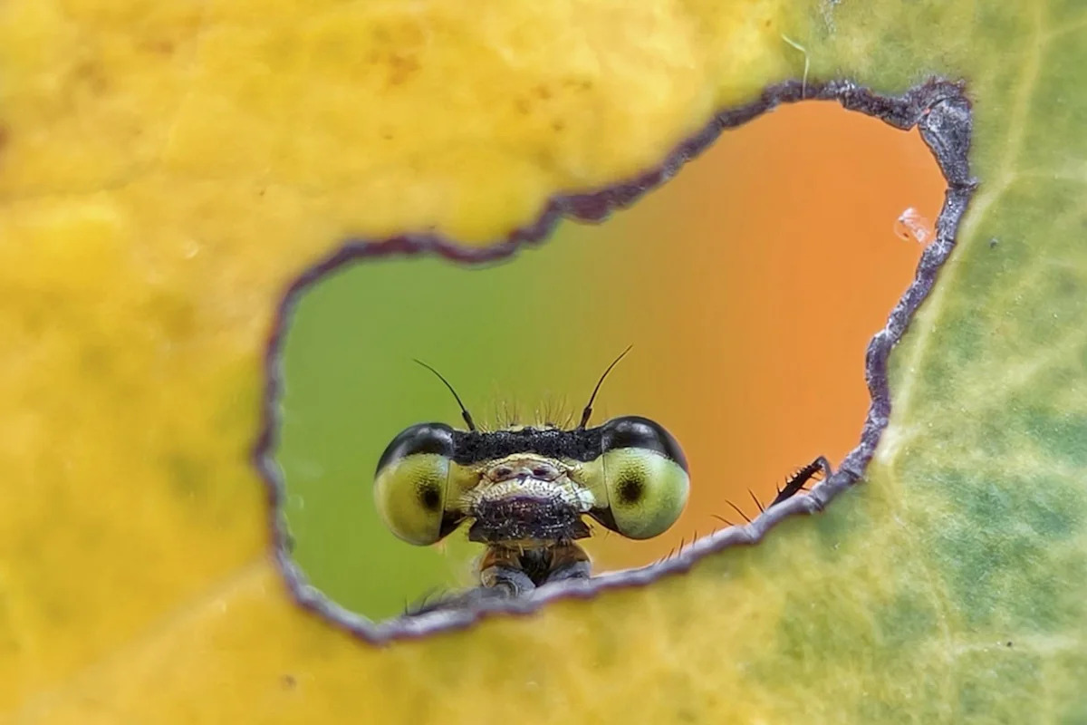 Un insecte curieux, la chaleur du tour de France et les yeux de Rita Ora... Découvrez les photos de la semaine