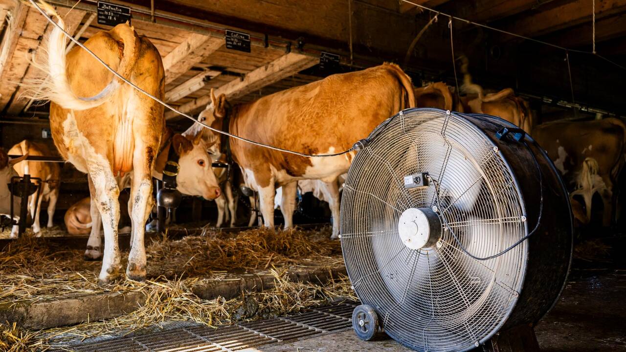 Une maladie mystérieuse atteint des vaches laitières suisses