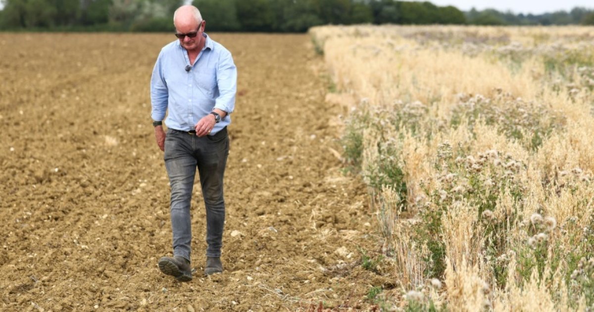 Au Royaume-Uni, la sécheresse des terres agricoles menace la sécurité alimentaire : Actualités