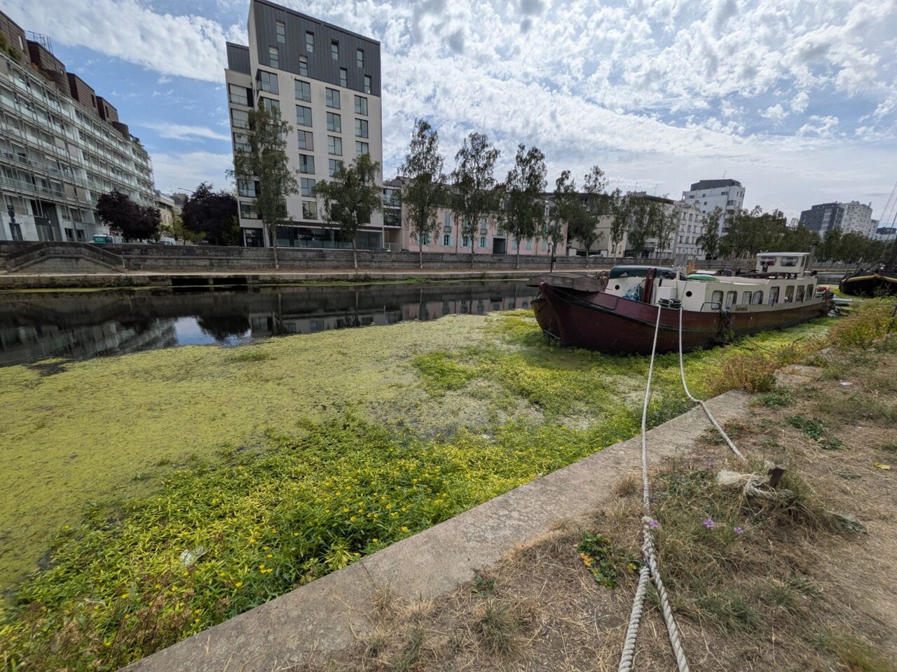 "Difficile de s'en débarrasser" : à Rennes, le désarroi face à la prolifération de plantes invasives sur la Vilaine