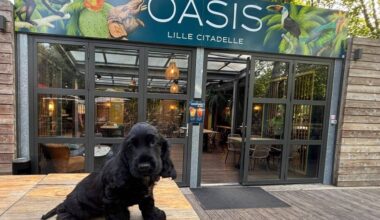 Grand rassemblement de chiens à Lille mercredi : le bar L'Oasis organise une grande fête pour les toutous