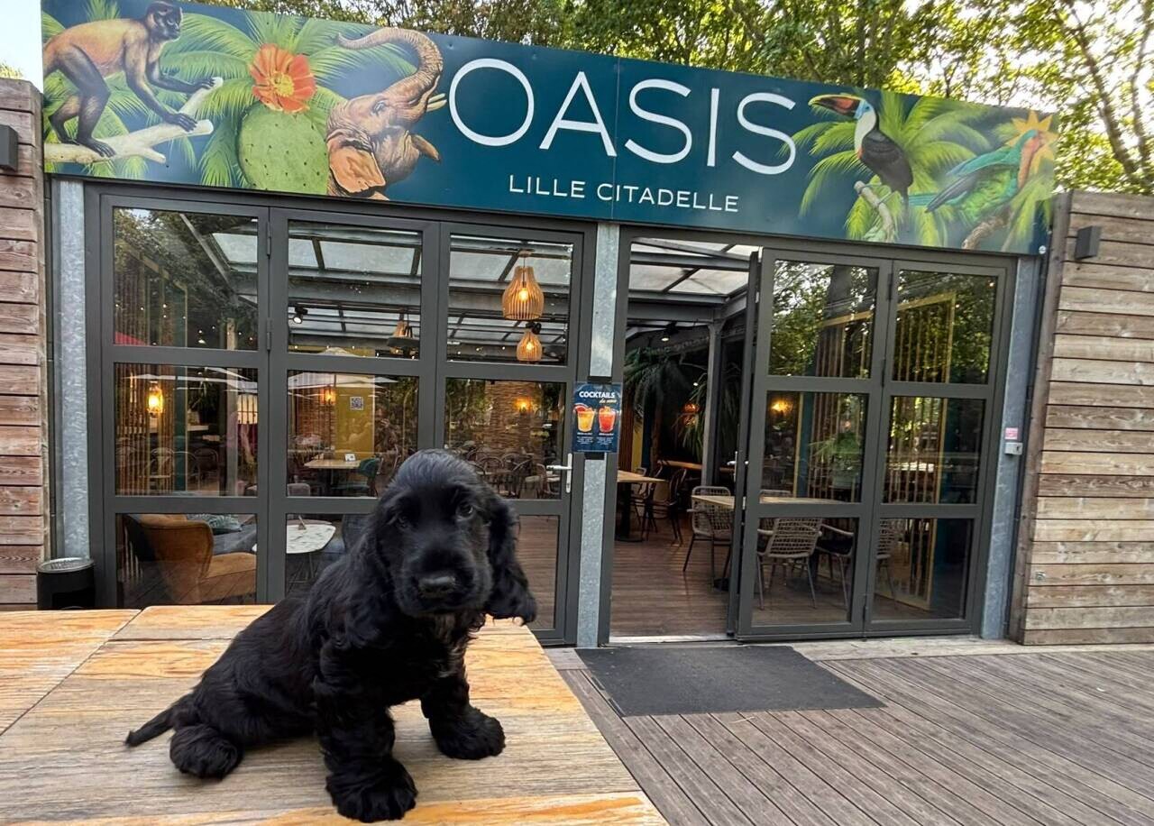 Grand rassemblement de chiens à Lille mercredi : le bar L'Oasis organise une grande fête pour les toutous
