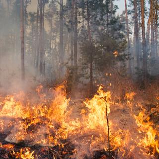Le risque de feux de forêt s’étend en France : votre commune fait-elle désormais partie des zones exposées ? © gilitukha, Adobe Stock.