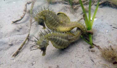 Seahorses dancing © The Seahorse Trust