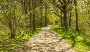 Surrey council throws weight behind motion calling for rethink of tree planting strategies | News