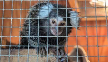 Monkey found abandoned in laundry bag on London bus - MKFM 106.3FM