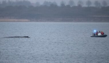Whale stranded again off Germany's Baltic coast