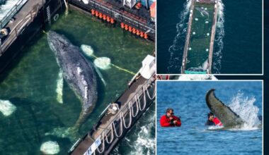 Timmy the humpback whale freed in North Sea after weeks stranded near Germany
