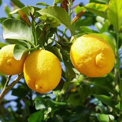 Yougarden Citrus 'lemon' Tree With Fruit, Established Plant in 20cm Pot, 55-75cm Tall, Ready to Plant, Fragrant Flowers, Grow Your