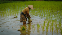 Deutsche Bank Supports $50m Climate Fund for Southeast Asian Agriculture