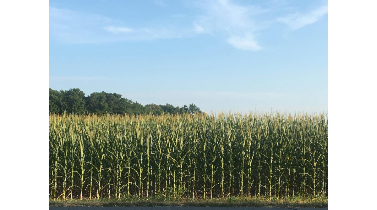 Nebraska Corn Growers Association Enraged by Bayer Glyphosate Petition