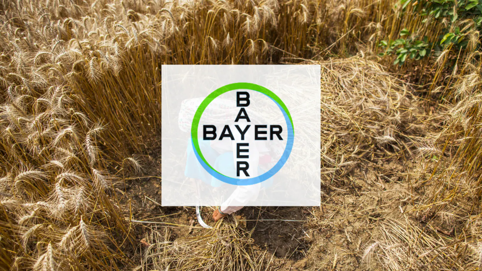 Bayer CropScience Shares Surge Nearly 5 Percent In Trade — What's Driving The Rally?
