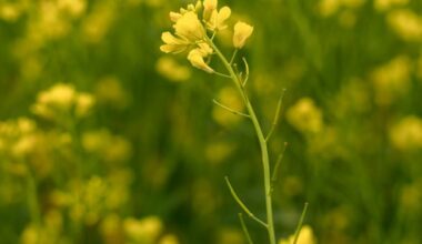 Canola | Agri-Pulse Communications, Inc.